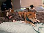 Aphrodite Black Mouth Cur Young Female