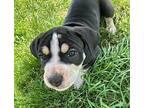 Sammy Labrador Retriever Puppy Male
