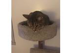 Simon Domestic Shorthair Young Male