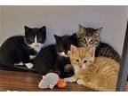 Sweet Pea Domestic Mediumhair Kitten Female