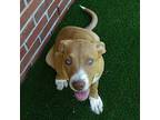 COCOA Puppy Female