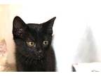 Void Domestic Shorthair Kitten Female