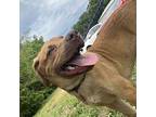 Chase Labrador Retriever Young Male