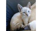 Wyatt Siamese Kitten Male