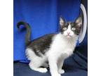 Toto - 39880 Domestic Shorthair Kitten Male