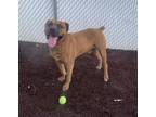 Anheiser Boxer Senior Male