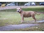 74266a Lady American Staffordshire Terrier Adult Female