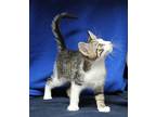 Simon - 39879 Domestic Shorthair Kitten Male