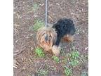 Taz CG D2024 in MS Yorkie, Yorkshire Terrier Adult Male