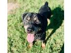 Tutti-Frutti Rottweiler Adult Female