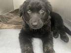 Raccoon Labrador Retriever Puppy Female