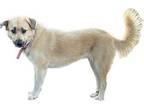 Molly Great Pyrenees Adult Female