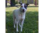 JASPER German Shepherd Dog Adult Male