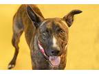 Maui German Shepherd Dog Adult Male