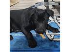 Gru Labrador Retriever Puppy Male