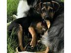 Bess German Shepherd Dog Puppy Female