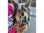 Simon Yorkie, Yorkshire Terrier Young Male