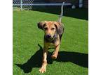 NORTH Hound (Unknown Type) Puppy Male