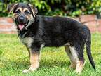 Trixie von Thaden German Shepherd Dog Puppy Female
