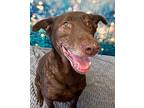 CHOCOLATE BAR Labrador Retriever Adult Male