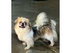 Peekaboo Pekingese Adult Female