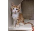 Rusty Domestic Mediumhair Kitten Male