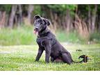 Neal Labrador Retriever Young Male