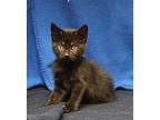 Berry - 39912 Domestic Shorthair Kitten Female