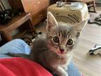 Tank Domestic Shorthair Kitten Male