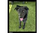 Magnum Labrador Retriever Young Male