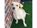 BUDDY Jack Russell Terrier Young Male