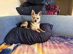 Chiquita Chihuahua Senior Female