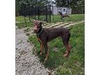 Ramsey Doberman Pinscher Adult Male