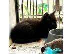 SALEM Domestic Shorthair Kitten Male