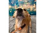 REZNOR Labrador Retriever Adult Male
