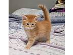 Tino Domestic Mediumhair Kitten Male