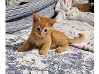 Leo Domestic Shorthair Kitten Male