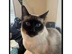 Sammy 11 Siamese Adult Male