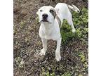Mitch American Pit Bull Terrier Puppy Male