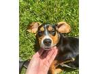 Dove Beagle Puppy Female