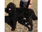 River Labradoodle Adult Male