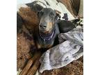 Sassy Doberman Pinscher Adult Female