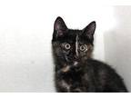 Tippy Domestic Shorthair Kitten Female