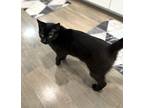 Adopt Sweetie a All Black Bombay (short coat) cat in Mission Viejo
