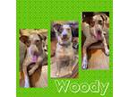 Adopt Woody a Brown/Chocolate - with White Cattle Dog / Mixed Breed (Medium) dog