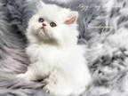White Odd Eye Persian Male CFA Reg