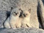 Siamese Ragdoll Kittens