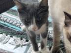 Gray And White Male Kitten