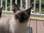 White And Gray Male Kitten