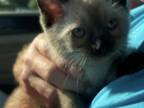 Katrinas Kittens